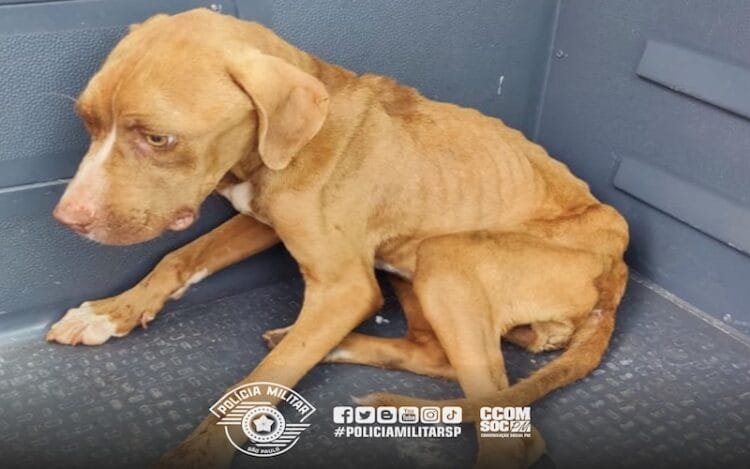 Maus tratos a cachorro faz homem ser multado em 3 mil