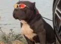 Polícia Civil localiza cão avaliado em R$ 9 mil, que estava desaparecido em Anápolis