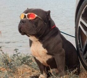 Polícia Civil localiza cão avaliado em R$ 9 mil, que estava desaparecido em Anápolis