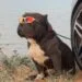 Polícia Civil localiza cão avaliado em R$ 9 mil, que estava desaparecido em Anápolis