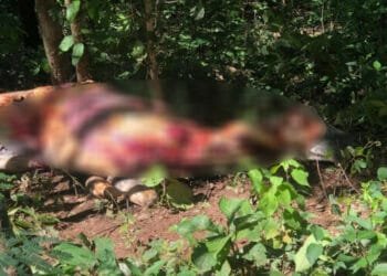 Polícia Civil encontra abatedouro clandestino de cavalos em cidade de Goiás