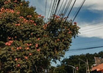 Mutirão realizará poda de árvores em contato com rede elétrica