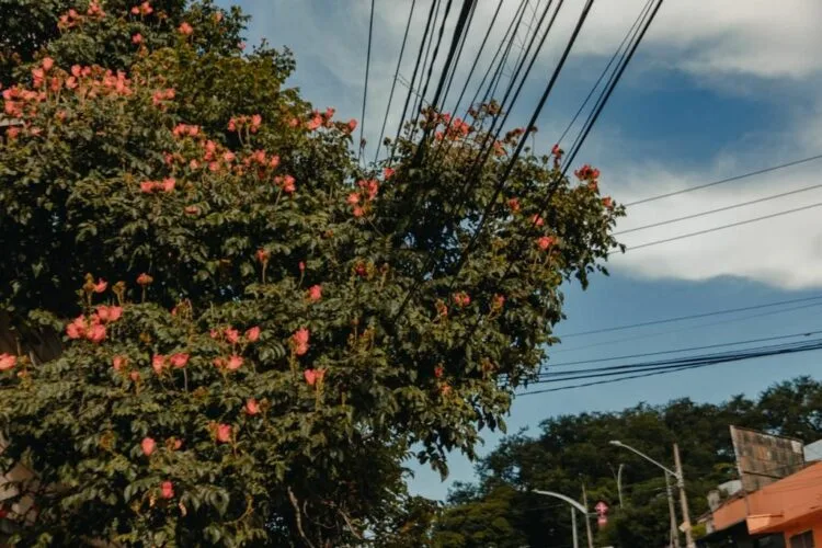 Mutirão realizará poda de árvores em contato com rede elétrica