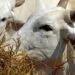 Mercado acompanha possível caso de mal da vaca louca no Pará