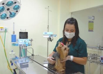 Consultas e tratamentos de cães e gatos a preços solidários na Clínica-Escola Veterinária da Faculdade FAMA