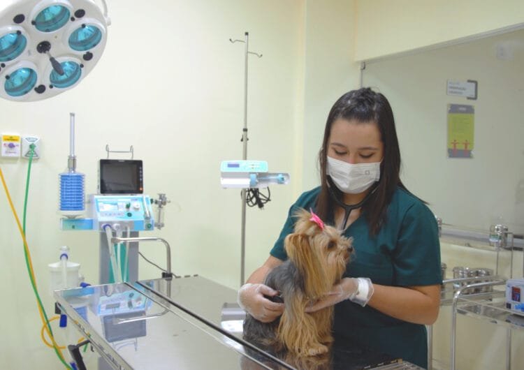 Consultas e tratamentos de cães e gatos a preços solidários na Clínica-Escola Veterinária da Faculdade FAMA