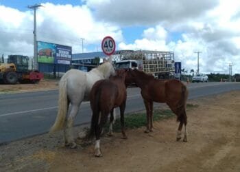 Gerente da Postura de Anápolis alerta sobre perigo de animais soltos na cidade