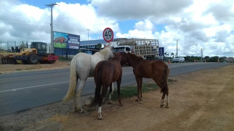 Gerente da Postura de Anápolis alerta sobre perigo de animais soltos na cidade