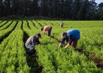 Agro gerou mais de 359,6 mil empregos formalizados no setor