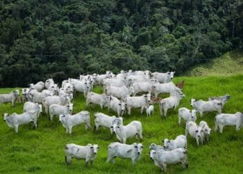 Goiás lidera ranking em preservação ambiental associada ao agronegócio