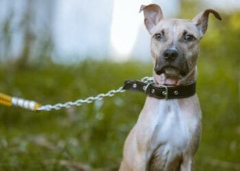 Dias 12 e 13 de junho tem vacinação antirrábica em Joanápolis