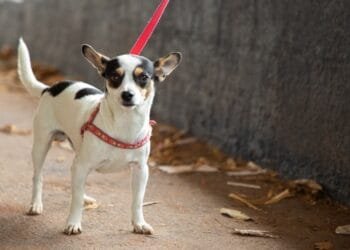 Prefeitura intensifica Campanha Antirrábica com pontos fixos 