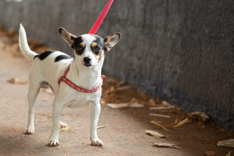 Prefeitura intensifica Campanha Antirrábica com pontos fixos 