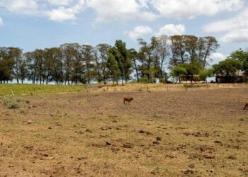 El Niño é anunciado no Brasil e pode durar até 2 anos