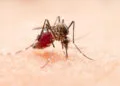 Epidemia de dengue pode voltar se números de contaminação continuarem subindo