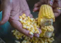 Goiás: produção agropecuária tem como principais destaques soja, bovinos e milho