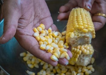 Goiás: produção agropecuária tem como principais destaques soja, bovinos e milho
