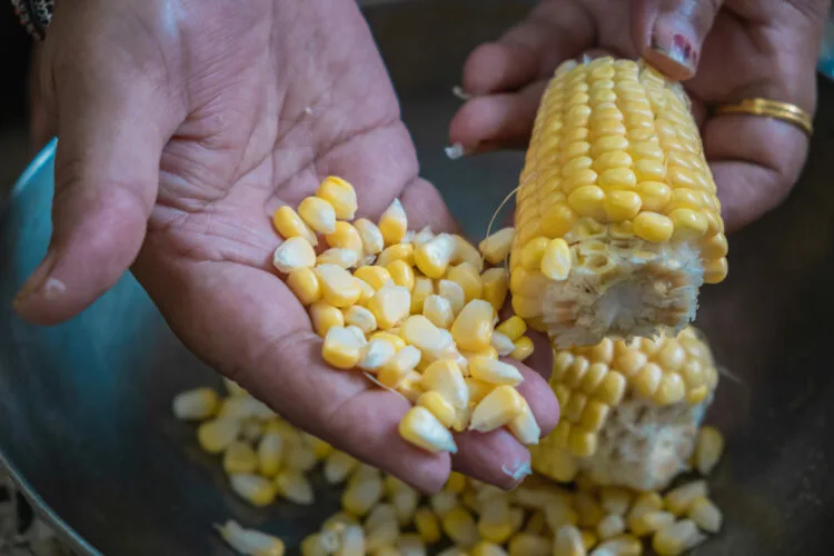 Goiás: produção agropecuária tem como principais destaques soja, bovinos e milho