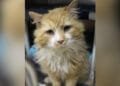Gato abandonado caminha 19 quilômetros para voltar para casa e enfrenta tentativa de sacrifício