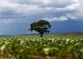 Goiás: estado se torna o 3º maior produtor de grãos do país, indica IBGE