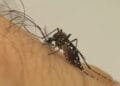 DENGUE: Com 1,6 milhão de casos registrados em 2023, doença registra alta