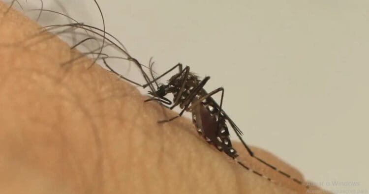 DENGUE: Com 1,6 milhão de casos registrados em 2023, doença registra alta