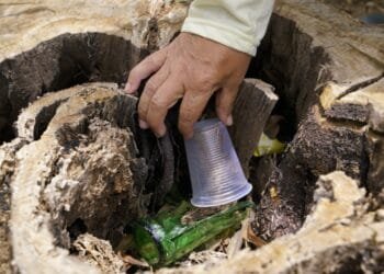 Brasil registra 12 mortes por dengue em três semanas