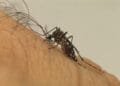 Dengue: Brasil registra mais de 243 mil casos prováveis da doença