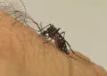 Dengue: Brasil registra mais de 243 mil casos prováveis da doença