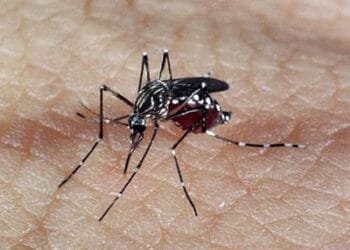 Dengue avança: Brasil ultrapassa 740 mil casos prováveis da doença