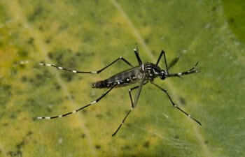 Número de casos de dengue em 2024 — mais de 524 mil — é 305% maior que em 2023