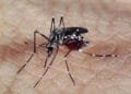 Brasil ultrapassa 2 milhões de casos de dengue