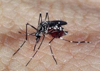 Brasil ultrapassa 2 milhões de casos de dengue