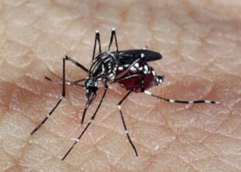 Brasil ultrapassa 2 milhões de casos de dengue