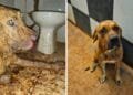 Dono de casa noturna é preso por maus-tratos a cachorros