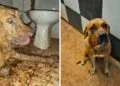 Dono de casa noturna é preso por maus-tratos a cachorros