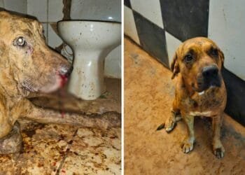 Dono de casa noturna é preso por maus-tratos a cachorros