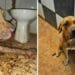 Dono de casa noturna é preso por maus-tratos a cachorros