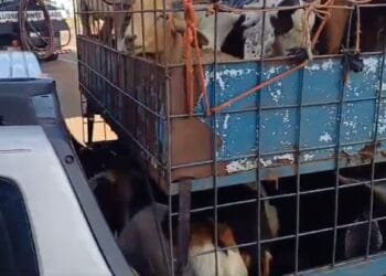 PRF resgata 32 animais em condições precárias na BR-060 em Goiás