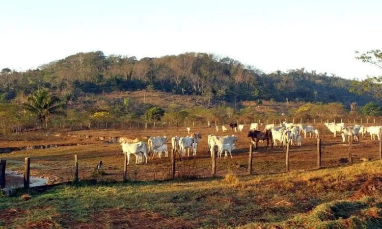 Agro gerou mais de 25 mil vagas em fevereiro, aponta CNM