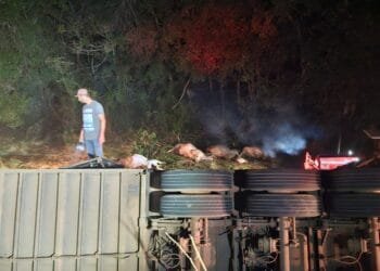 Carreta com gado tomba na BR-070 em Goiás e deixa 14 animais mortos