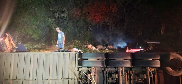 Carreta com gado tomba na BR-070 em Goiás e deixa 14 animais mortos