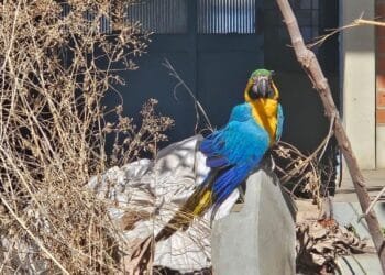 Arara ferida é resgatada e recebe tratamento em Santa Rita do Araguaia
