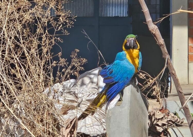 Arara ferida é resgatada e recebe tratamento em Santa Rita do Araguaia