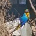 Arara ferida é resgatada e recebe tratamento em Santa Rita do Araguaia