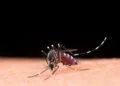 Dengue: Brasil registra 6,5 milhões de casos prováveis em 2024
