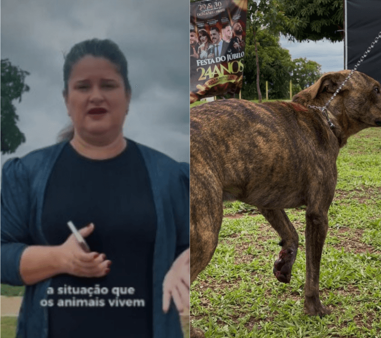 Cachorro é baleado em Anápolis, e vereadora Seliane da SOS denuncia crueldade contra animais