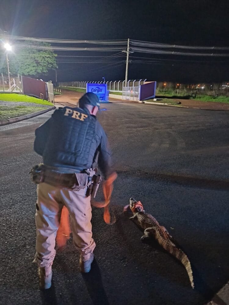 PRF resgata jacaré na BR-153 em Itumbiara e evita acidente