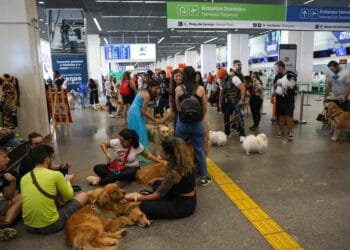 Pets: guia orienta tutores para viagem aérea com segurança e conforto