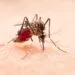 Dengue: Brasil registra 6,6 mi de casos; aumento de 400% em relação a 2023